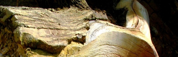 Alberi in roccia artificiale
